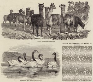 在Knowsley出售Menagerie和Aviary 作者 英语学校